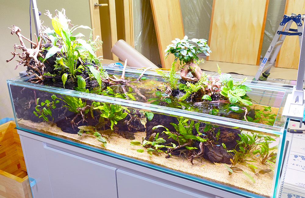 企業様の事務所に設置！両面から鑑賞できる120cmアクアテラリウム水槽