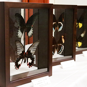 標本箱 ドイツ箱 大型 5個セット(中古、藤本標本用品製等)