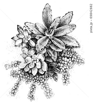 お花のような多肉植物のイラスト素材 [69842882] - PIXTA