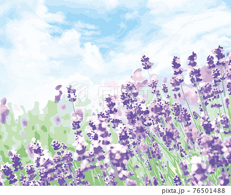 夏の北海道ラベンダー畑背景55のイラスト素材 [76501488] - PIXTA