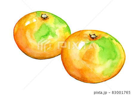 みかん【手描き水彩画】のイラスト素材 [83001765] - PIXTA