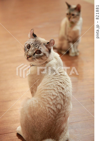 見返り猫の写真素材 - PIXTA