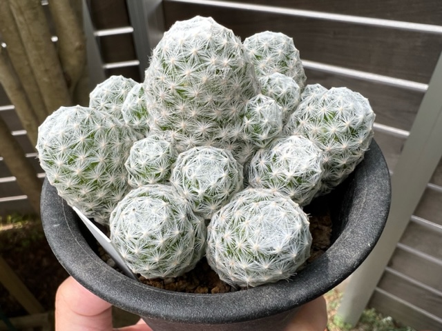 今朝の多肉。サボテンのマミラリア属・姫春星（ひめはるぼし）を植え