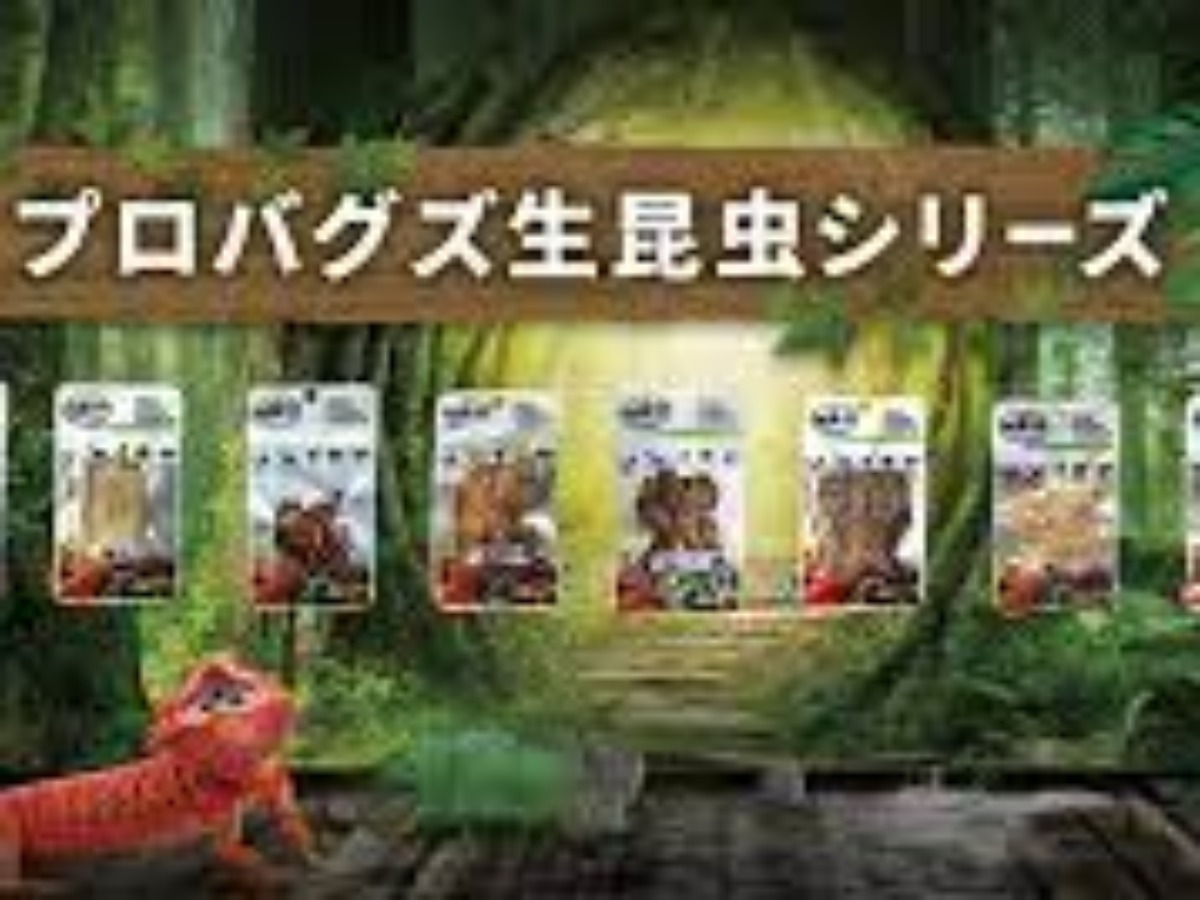 東広島店】プロバグズ生昆虫シリーズ - Takayama 高山ペットショップ