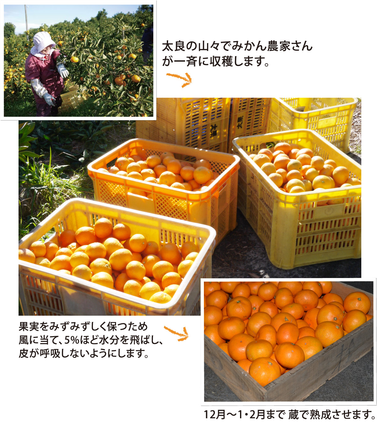 蔵出し！熟成みかん（温州みかん） 9kg