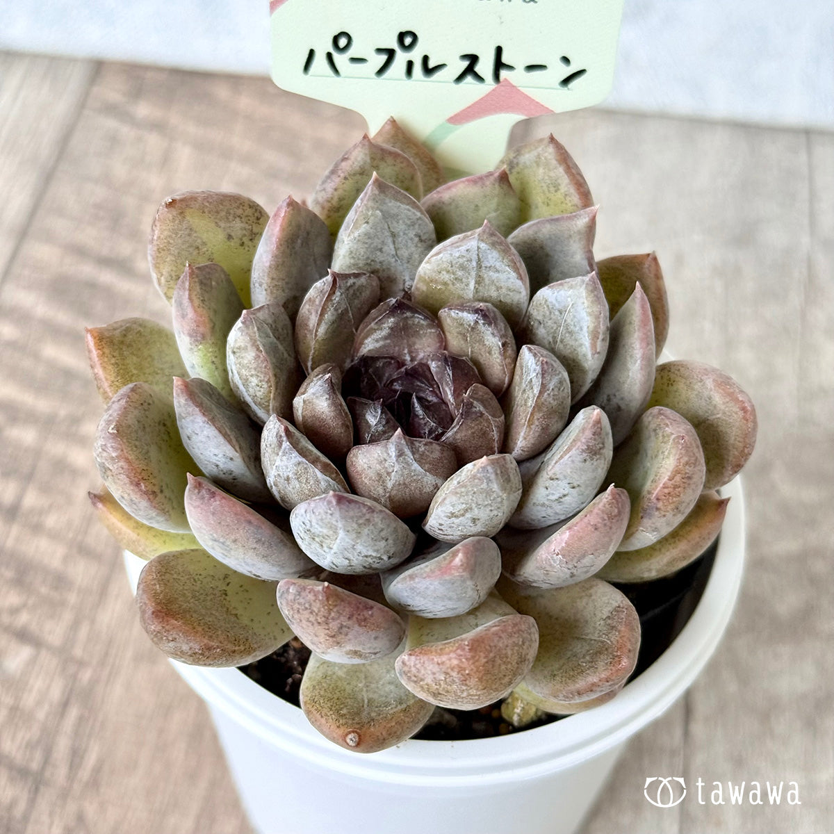 エケベリア – tagged 