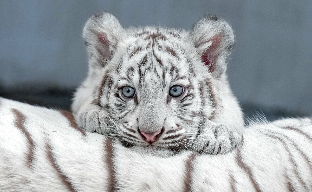 猛獣です＞ホワイトタイガーの写真集『とらのこ』が発売 Amazonペット