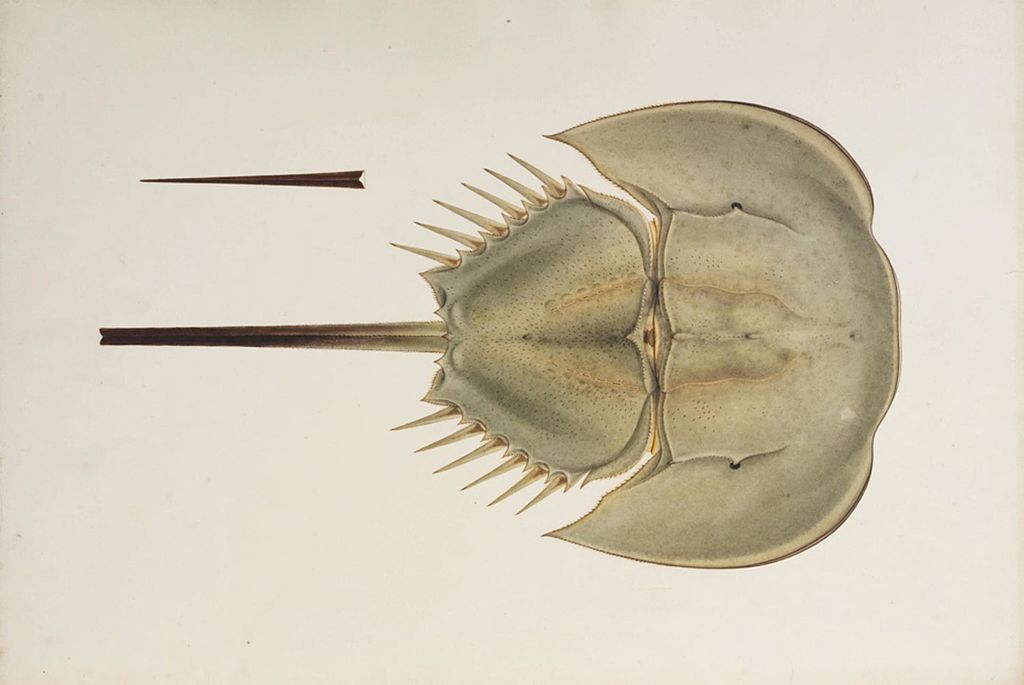 Tri-Spine Horseshoe Crab : Survivors – The Wild Episode
