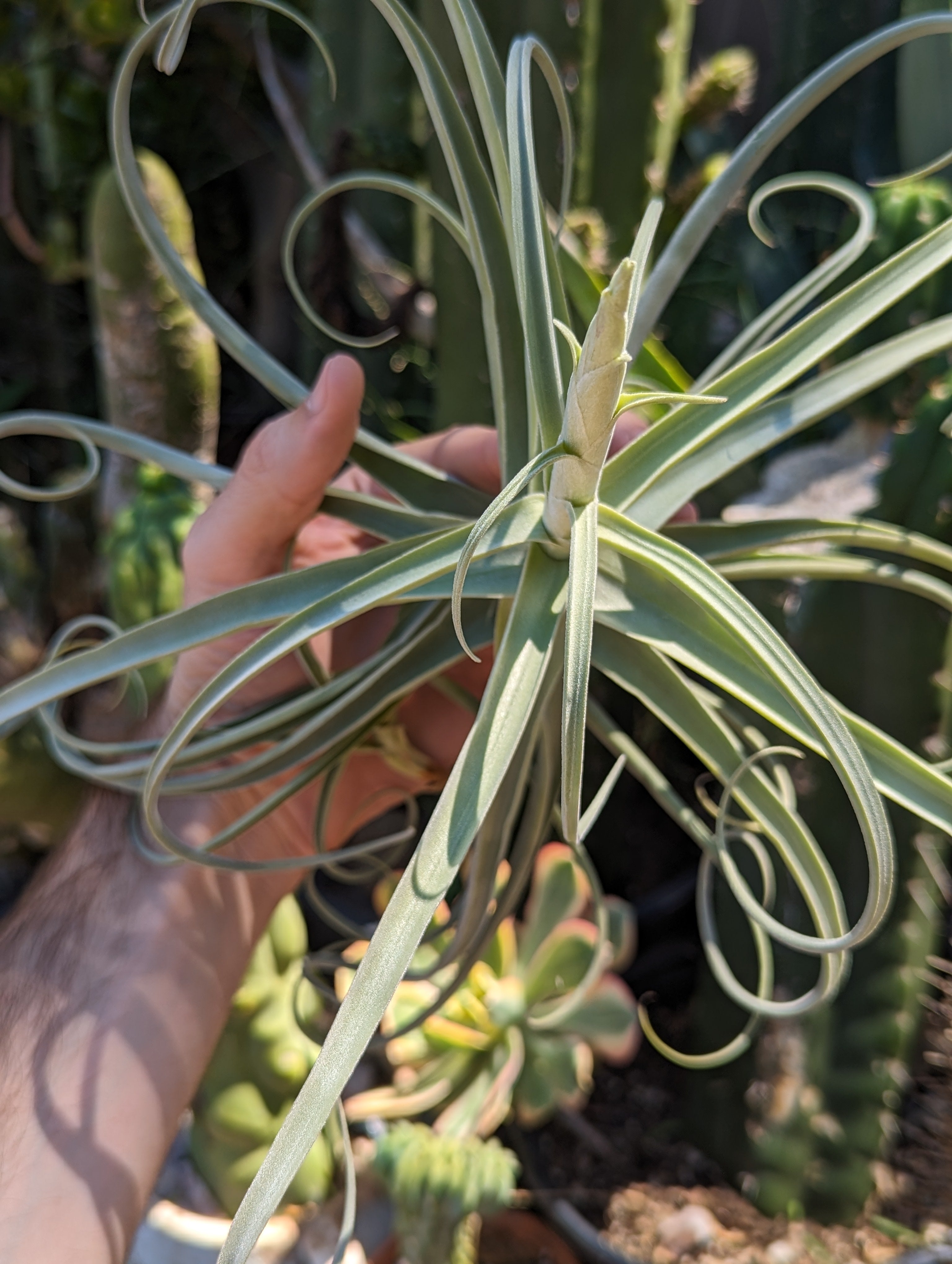 Tillandsia Air Plants & Bromeliads – Third Eye Forest