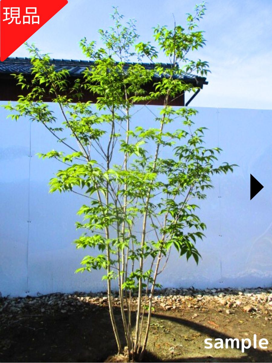 503 山採り アオダモ コバノガマズミ 混合株 503 山採り アオダモ