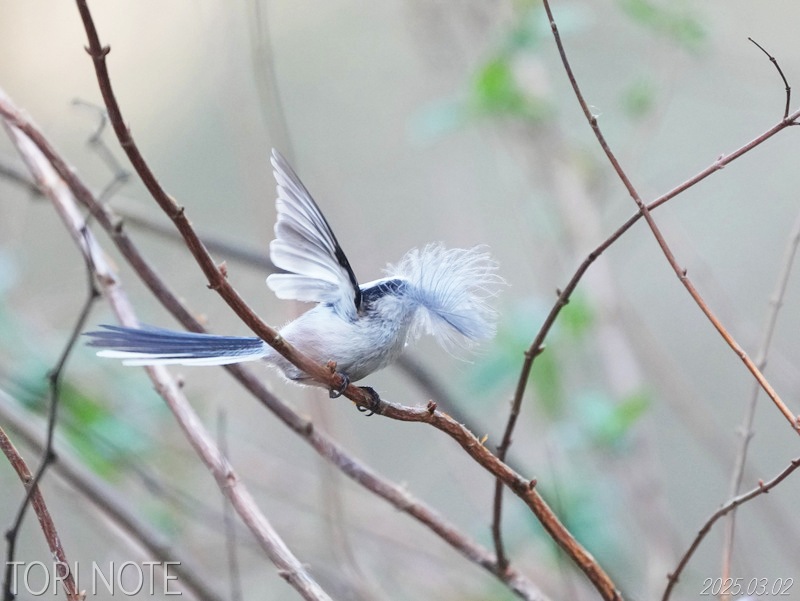 エナガの羽根運び | Tori Note -茨城の野鳥観察日誌-