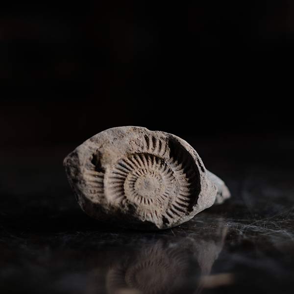 アンモナイト化石 12.0㎝(296) 楽天市場】【送料無料】【アンモナイト