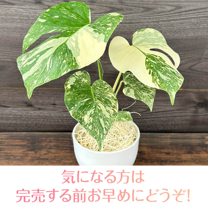 特大極上苗】モンステラ 斑入り タイコンステレーション クリーム