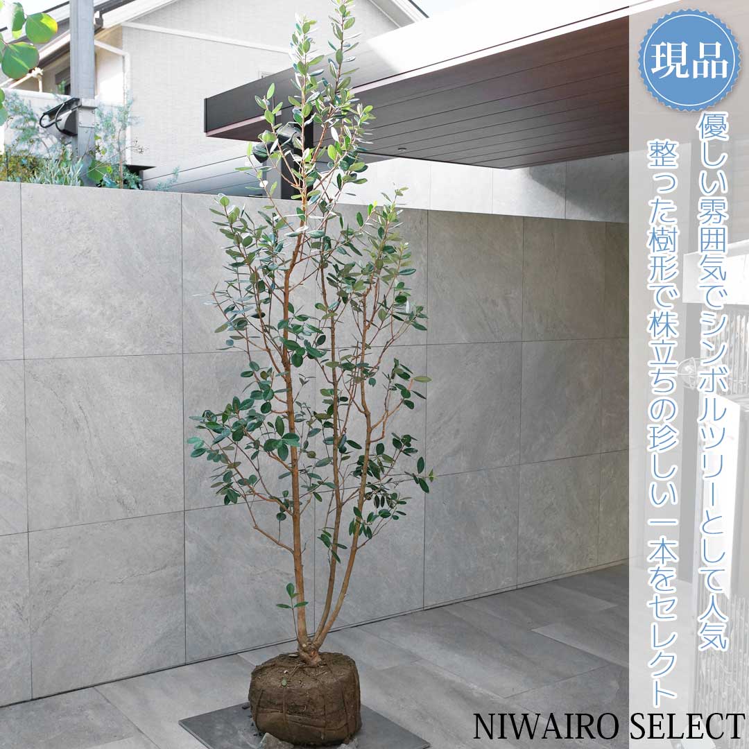 楽天市場】【現品】【フェイジョアの木】本株立ち 自然風樹形 樹高H