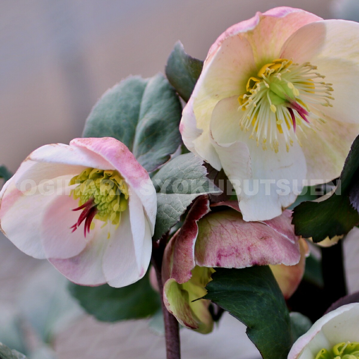 楽天市場】クリスマスローズ 氷の薔薇 ビアンコ 大苗（5号） : お