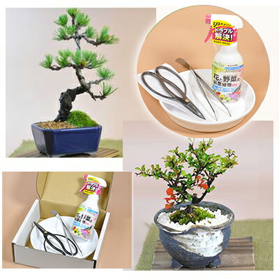 楽天市場】盆栽 選べる ミニ盆栽と道具のセット 父の日 長寿梅 五葉松