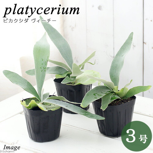 楽天市場】（観葉植物）コウモリラン ビカクシダ ビーチー 2．5〜3