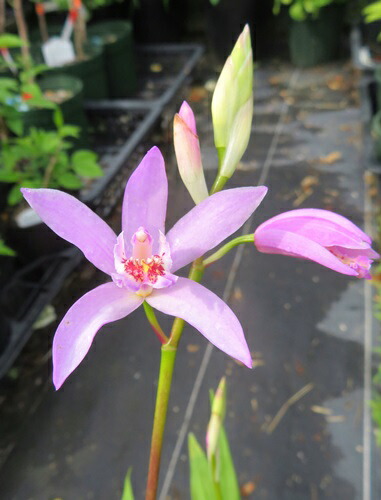 楽天市場】雲南紫蘭（ウンナンシラン）桃色 4号苗(e11) : 千草園芸