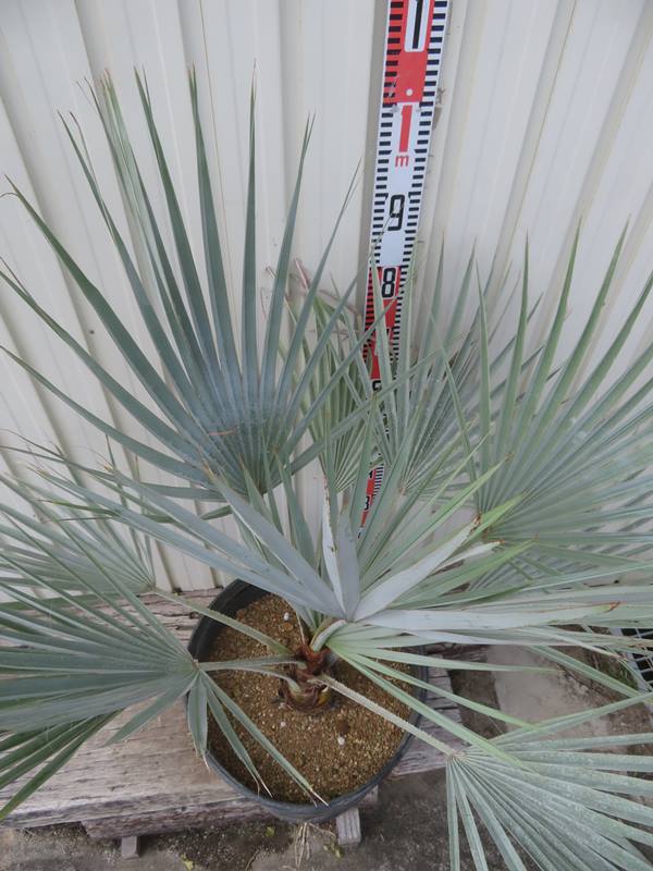 楽天市場】【現品発送】ブラヘア アルマータ 13号鉢植え 苗木 : 千草園芸