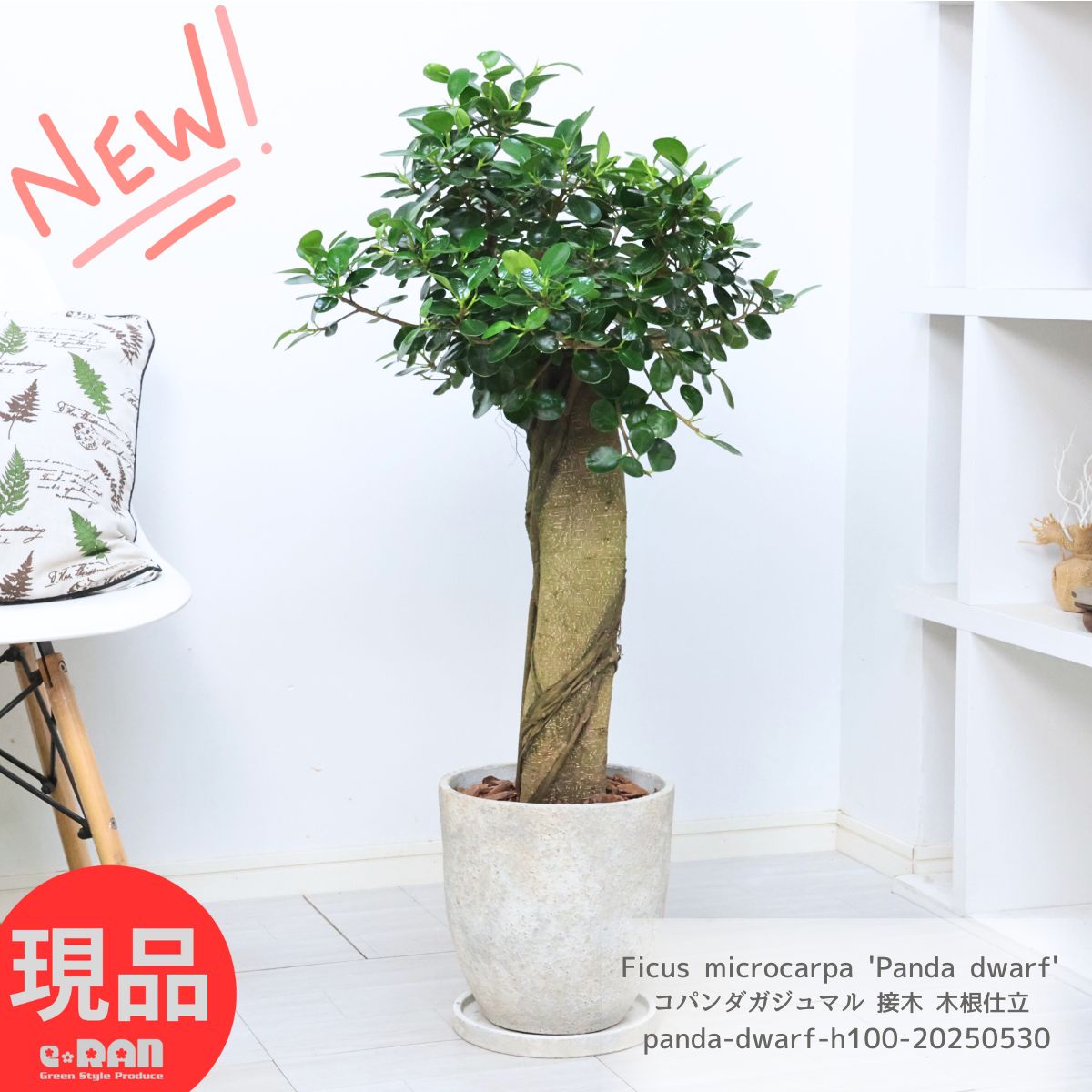 楽天市場】＼ポイント5倍／観葉植物 希少種 コパンダガジュマル 気根