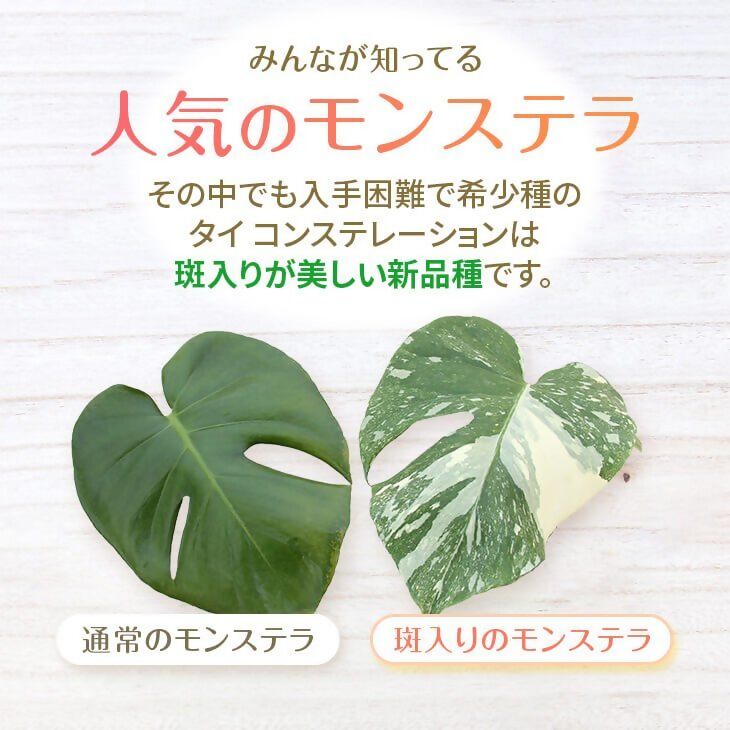 楽天市場】【ふるさと納税】 斑入り モンステラ タイ コンステ