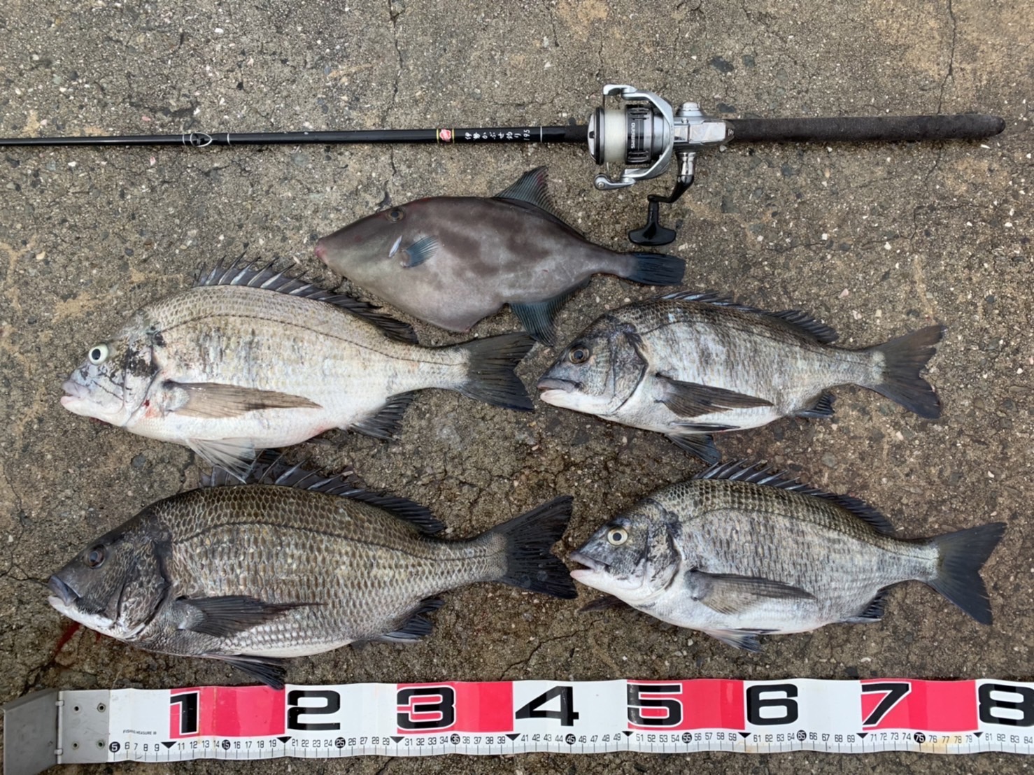 楽天市場】サクラ(櫻井釣具) 伊勢かぶせ釣り 210 : フィッシングトライ