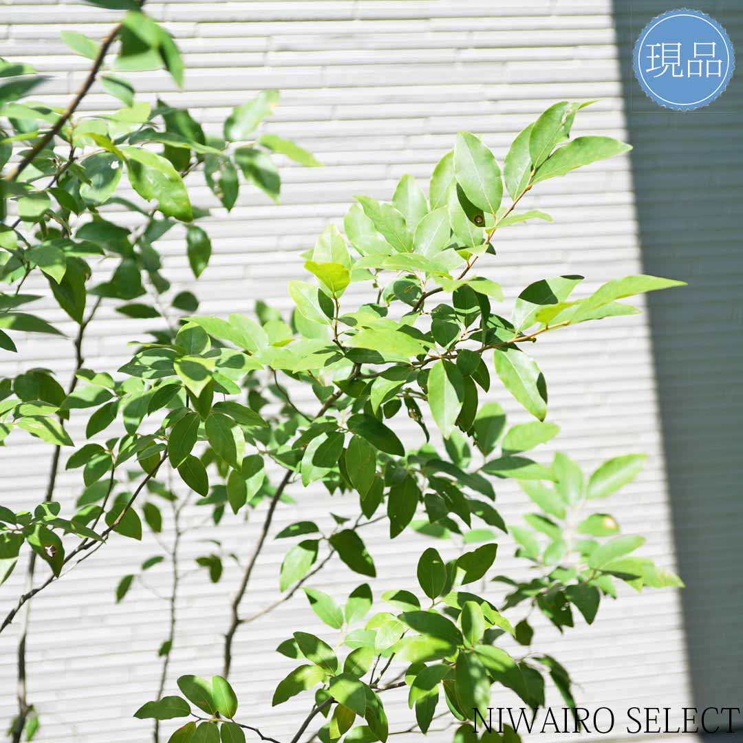 楽天市場】【現品】【ヤマコウバシ】山香ばし 株立ち 自然風樹形 樹高H