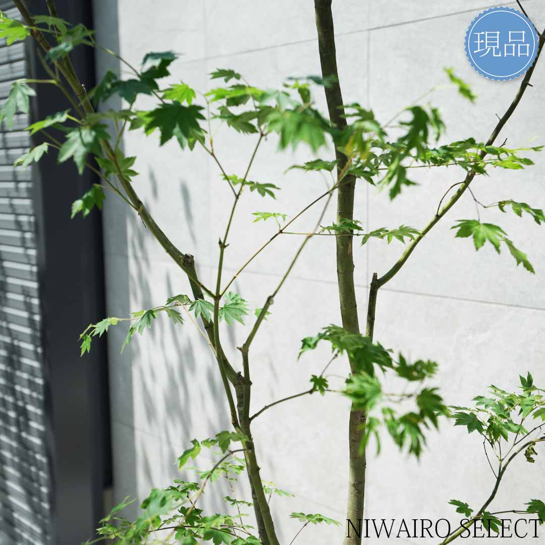 楽天市場】【現品】山採り【コハウチワカエデ】小羽団扇楓 株立ち 自然