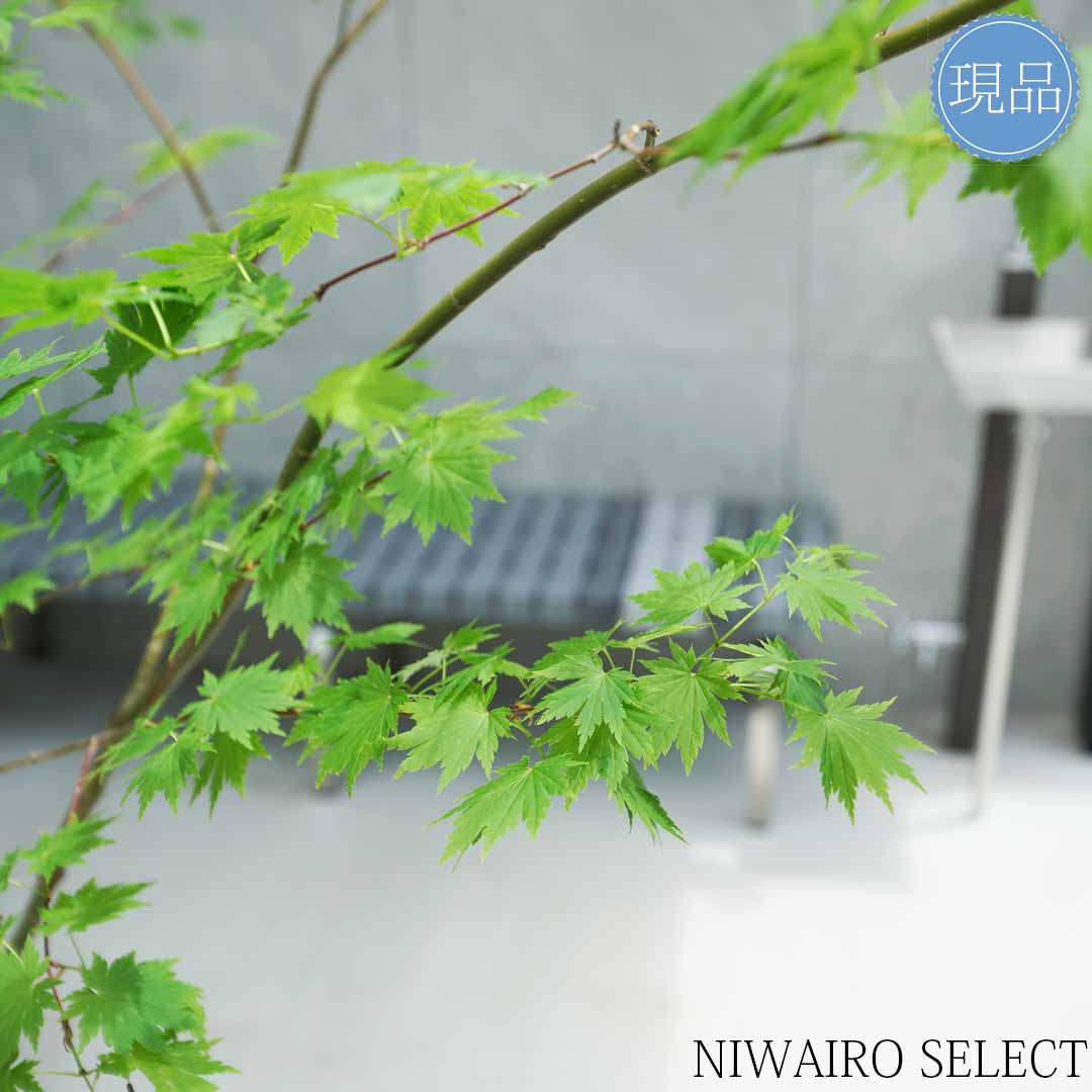 山採り ヒナウチワカエデ アオダモ 混合株 楽天市場】【現品】山採り