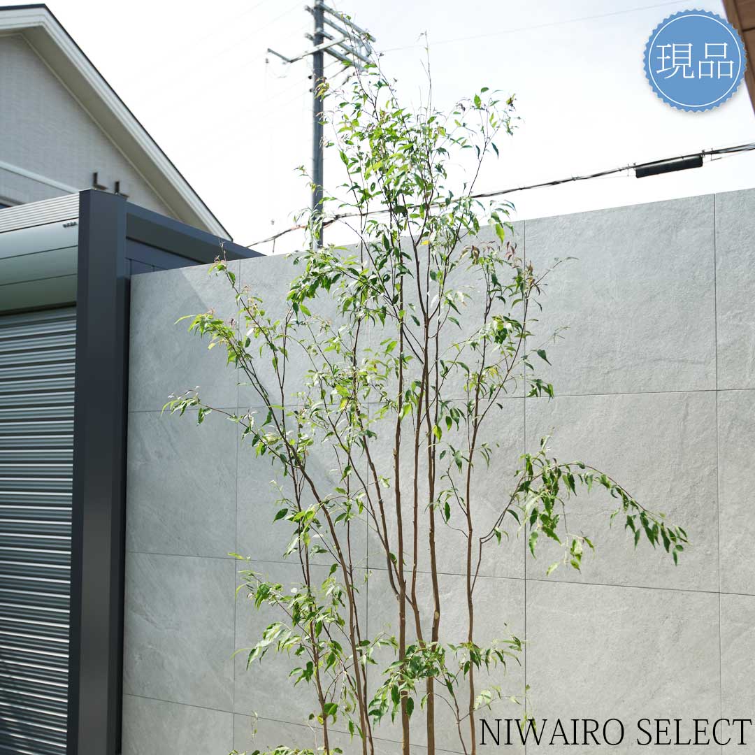 楽天市場】【現品】山採り【ハイノキ】株立ち 自然風樹形 樹高H≒285