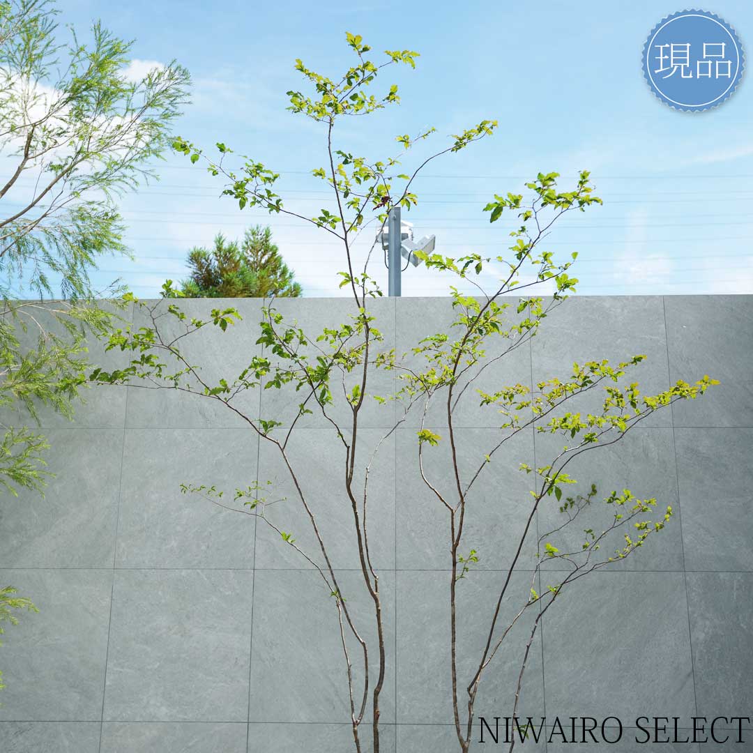 楽天市場】【現品】山採り【特大ナツハゼ】夏櫨 株立ち 自然風樹形