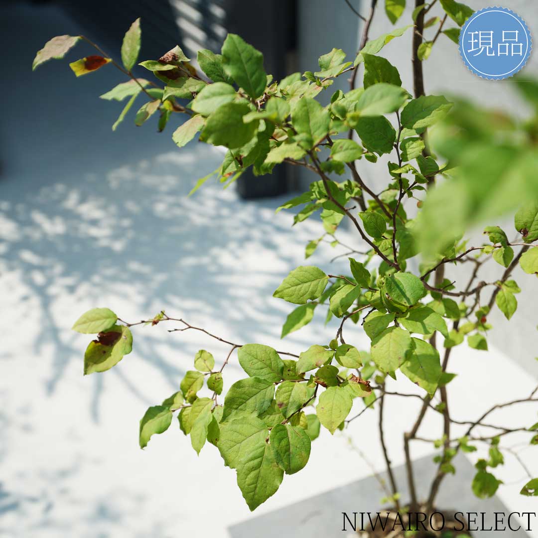 楽天市場】【現品】山採り【ナツハゼ】夏櫨 本株立ち 自然風樹形 樹高H