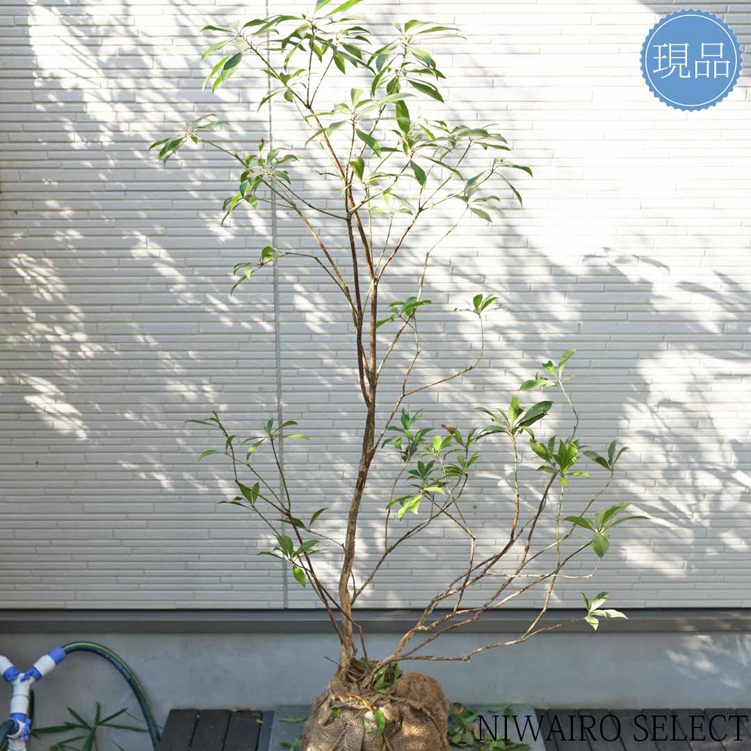 楽天市場】【現品】山採り【アセビ】白花 馬酔木 株立ち 自然風樹形