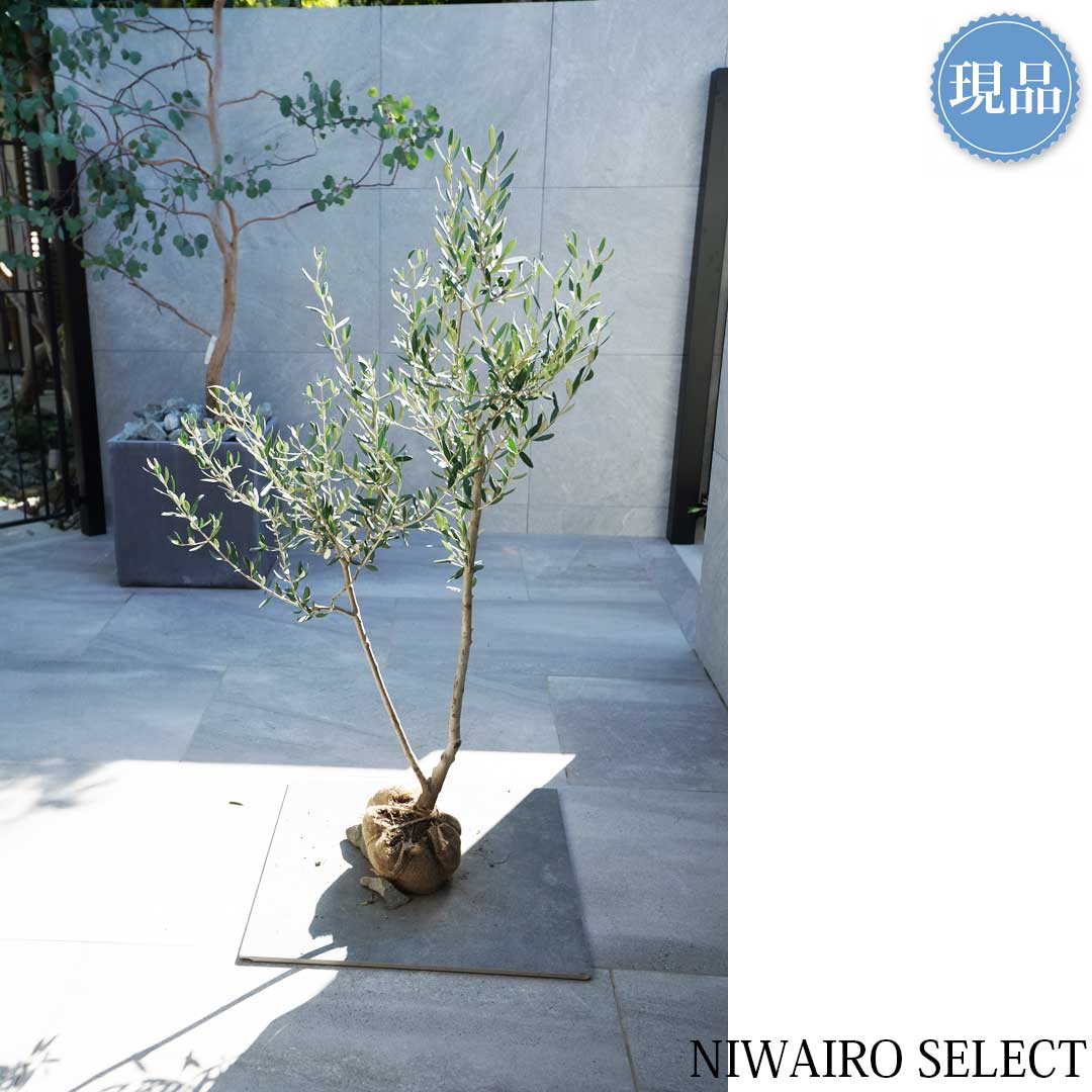 楽天市場】【現品】【オリーブの木】ルッカ 自然風樹形 樹高H≒115