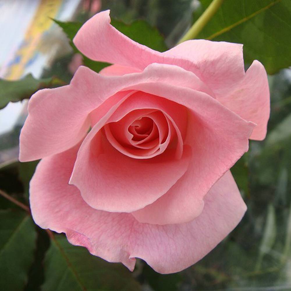 楽天市場】四季咲きバラ苗 【ブライダルピンク】 2年生大苗 : 苗木部