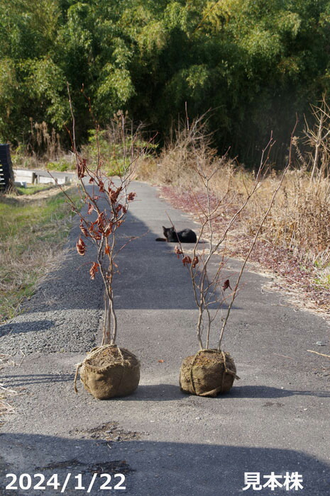 楽天市場】【現品・一点物No.0165-2】庭木 苗 シロモジ 根巻苗 10号