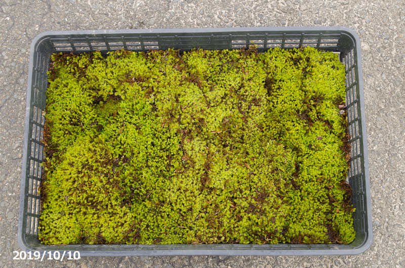 楽天市場】【京の苔】スナゴケ 10枚 大トレー (サイズ:59cm×39cm