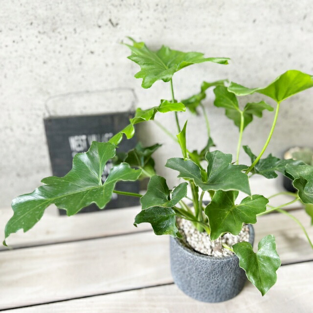 た*ま様 5株セットL046selloum Var フィロデンドロン・セローム・ 楽天