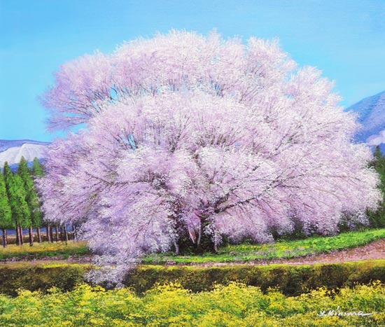 楽天市場】絵画 油絵 一心行の桜 F20号 （木村由記夫） 送料無料
