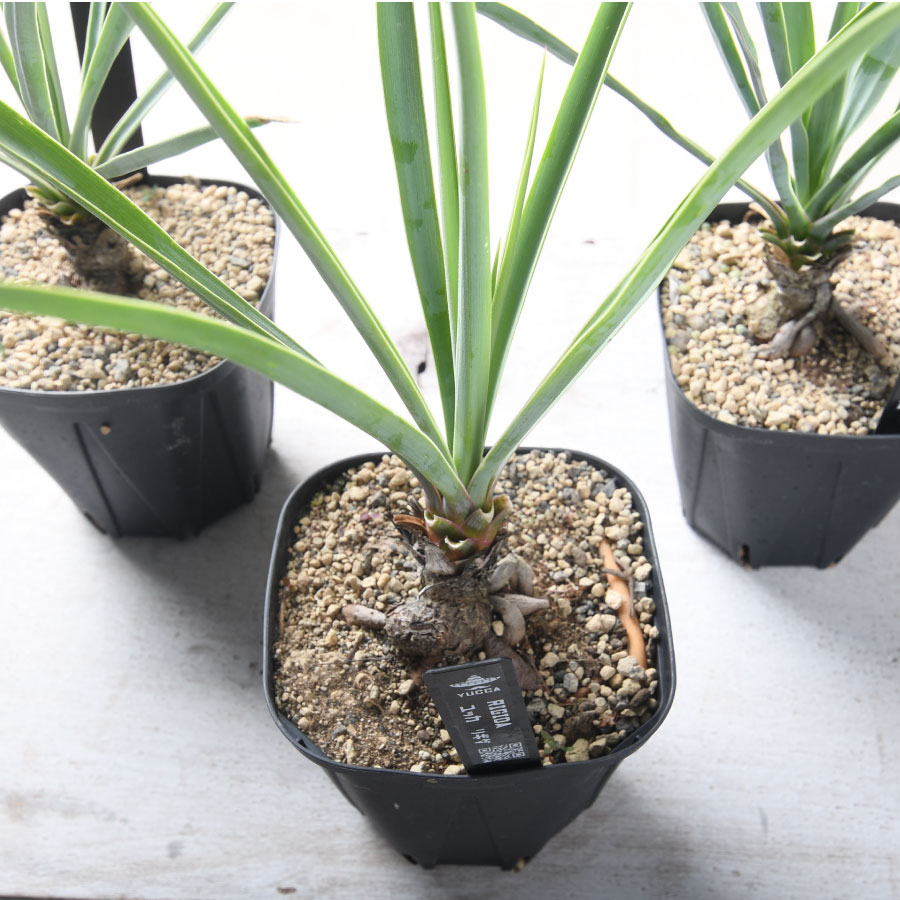 楽天市場】ユッカ リギダ 3.5号ポット苗 耐寒性 耐暑性 丈夫 植木 庭木