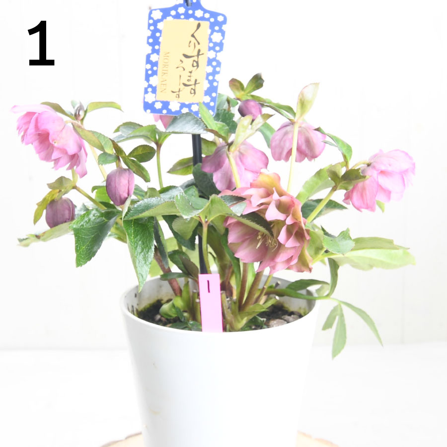 楽天市場】クリスマスローズ 【森花園さん】【現品販売】 ダブルエレン