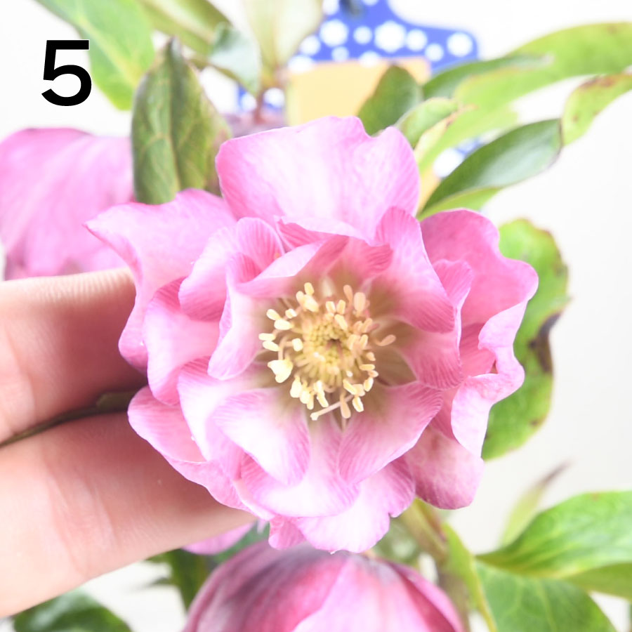 まさまる クリスマスローズ 八重咲き ダブル エレン 5号 6鉢セット