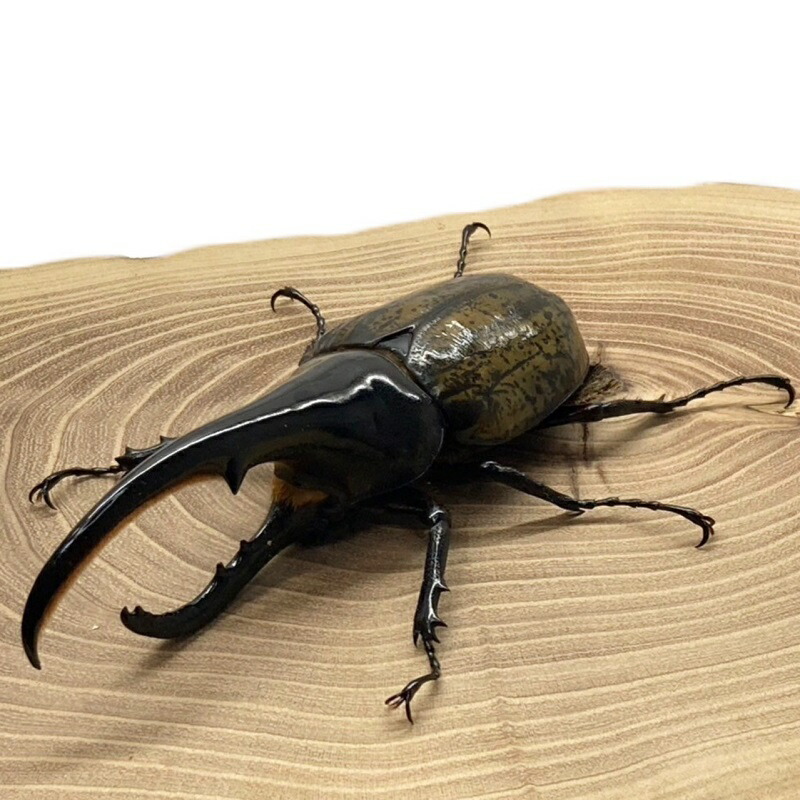 楽天市場】ヘラクレスオオカブト 【ヘラクレスヘラクレス】 オス単品