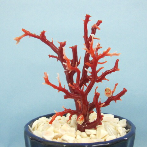 珊瑚 原木 置物 赤珊瑚 日本 高知産血赤珊瑚 原木 拝見 置物 素材 枝
