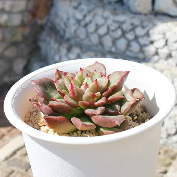 楽天市場】ステラ エケベリア Mサイズ5.5cmポット 多肉植物 小〜中型