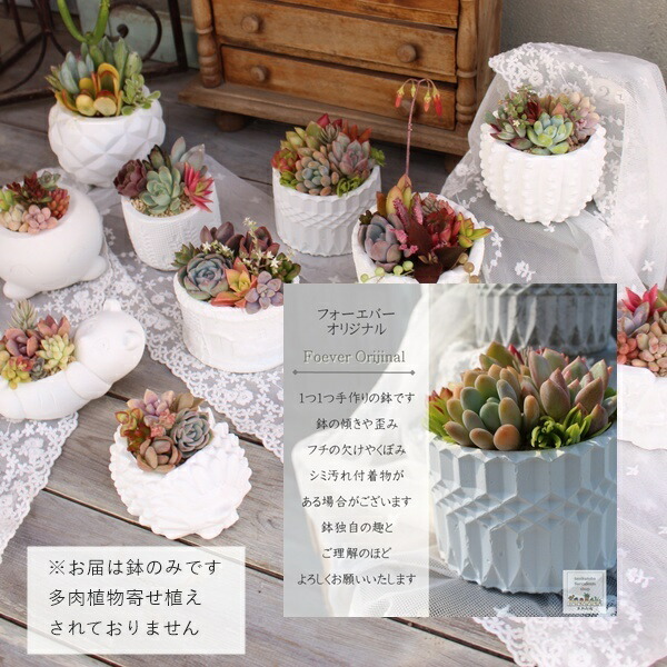 楽天市場】2026 多肉植物 5万円 福袋 90種 多肉植物 送料無料