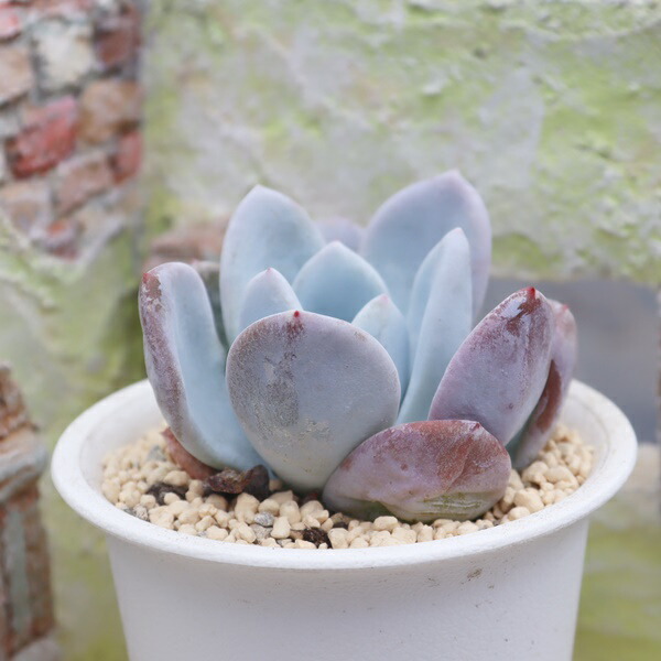楽天市場】白餅大福 エケベリア Mサイズ6cmポット Echeveria