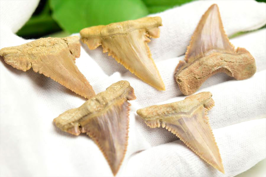 楽天市場】ホホジロザメ 歯 化石 原石 モロッコ産種類お任せ【約5g~約