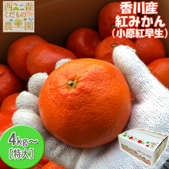 kazuページB・混合梱包品「小原紅早生3年生」＋「みはや」1本・合計2