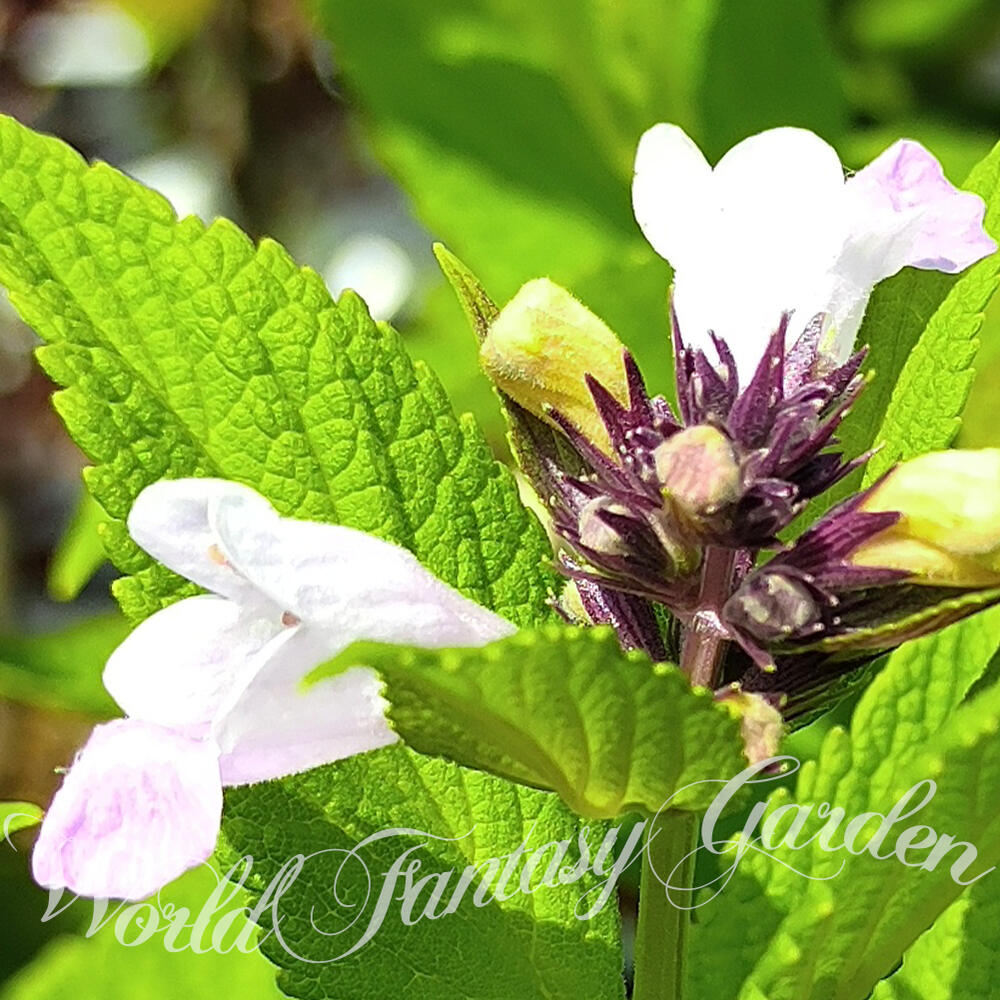 楽天市場】花苗 春 ネペタ ピンクパンサー 1鉢 3.5号【お届け中
